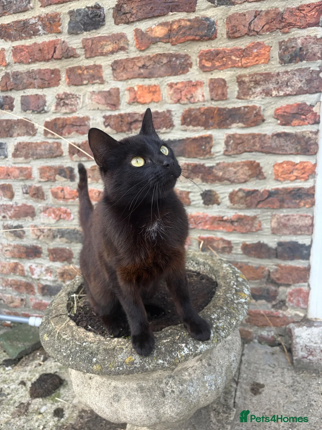 Mixed Breed cats for sale: Gorgeous kittens  - Advert 2