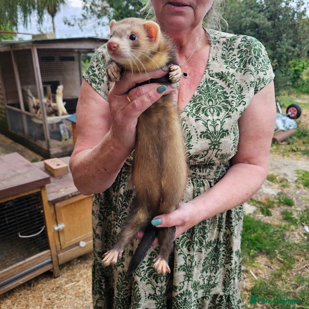 Ferret rodents for sale: 3 hobs kits from working stock for sale - Image 5