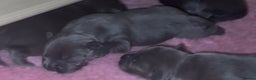 Staffordshire Bull Terrier dogs for sale: KC Blue Staffordshire Bull Terrier Puppies  - Advert 8