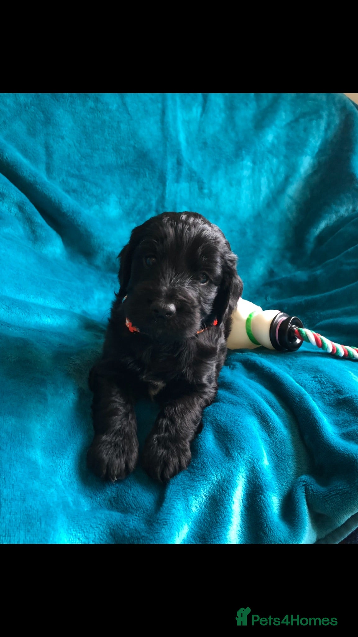 Cockapoo dogs Exclusive cockapoo puppies . - Advert 2
