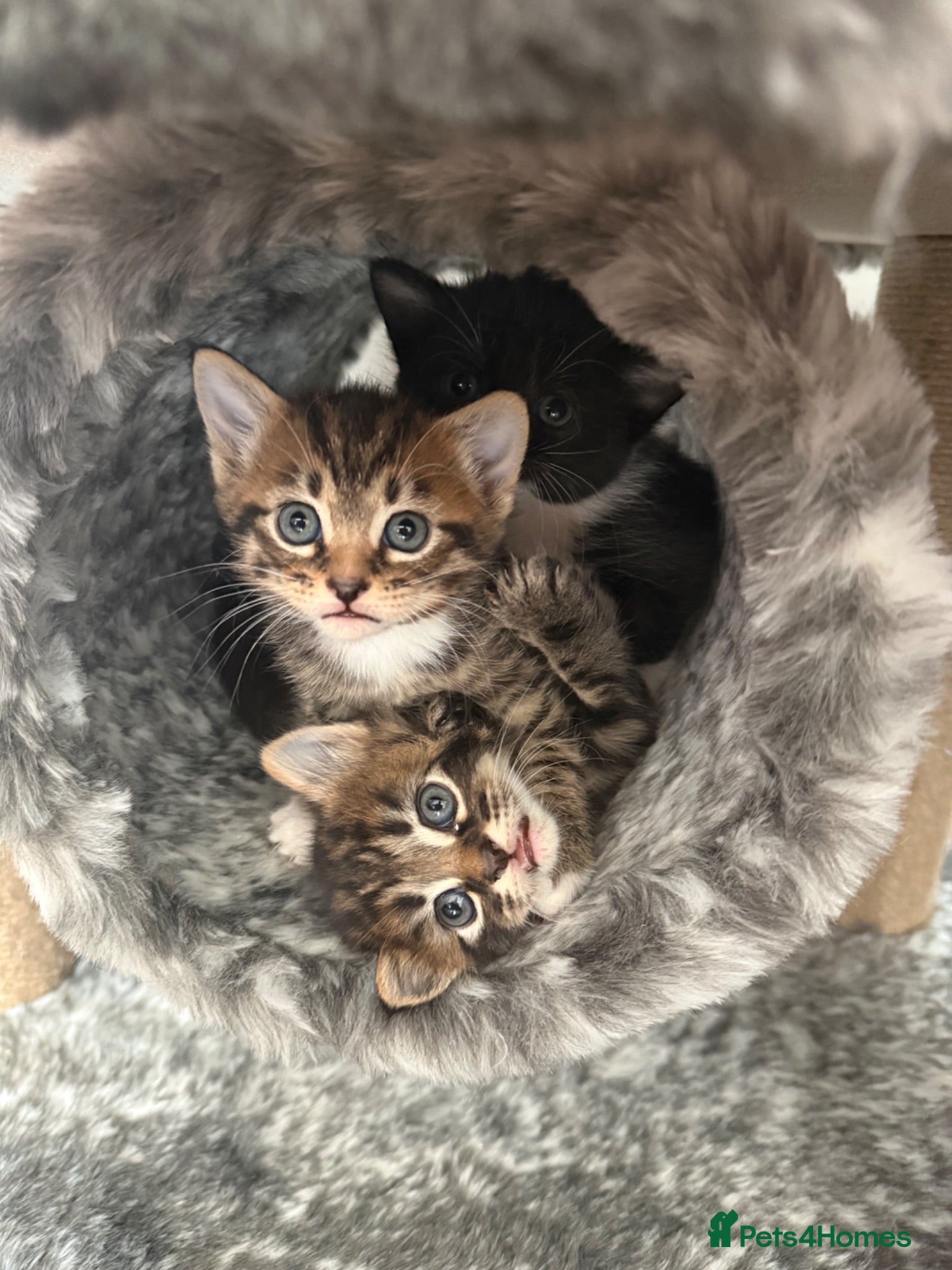 Domestic Shorthair cats Beautiful little of four - Advert 6