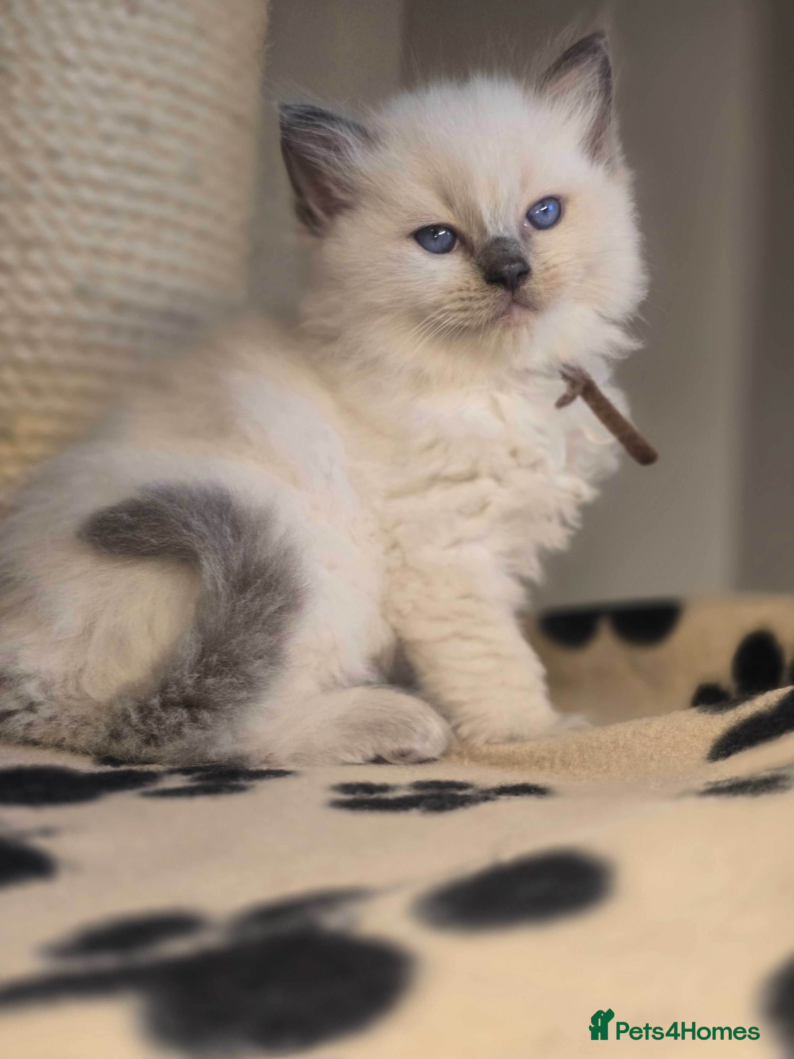 Ragdoll cats Precious GOOF Registered Ragdoll Kittens - 2 Boys - Advert 12