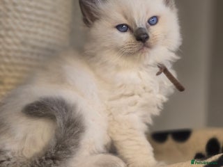 Ragdoll cats Precious GOOF Registered Ragdoll Kittens - 2 Boys - Advert 12