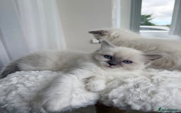 Ragdoll cats for sale: 🎀 Purebred European Ragdoll kittens 🎀  - Image 7