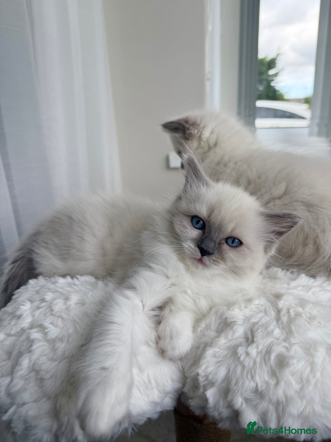 Ragdoll cats for sale: 🎀 Purebred European Ragdoll kittens 🎀  - Image 7