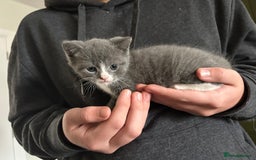 British Shorthair cats for sale: British blue  - Image 10