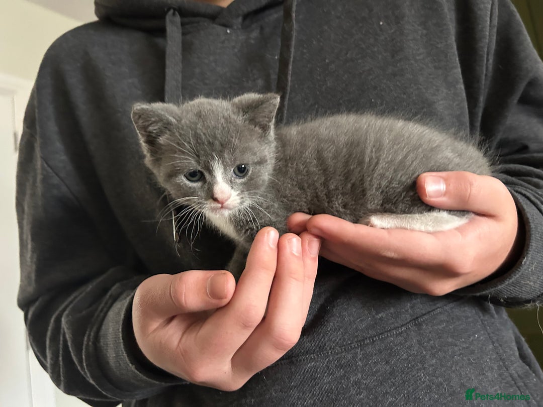 British Shorthair cats for sale: British blue  - Image 10