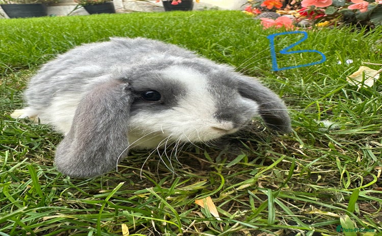 Mini Lop rabbits - Advert 1