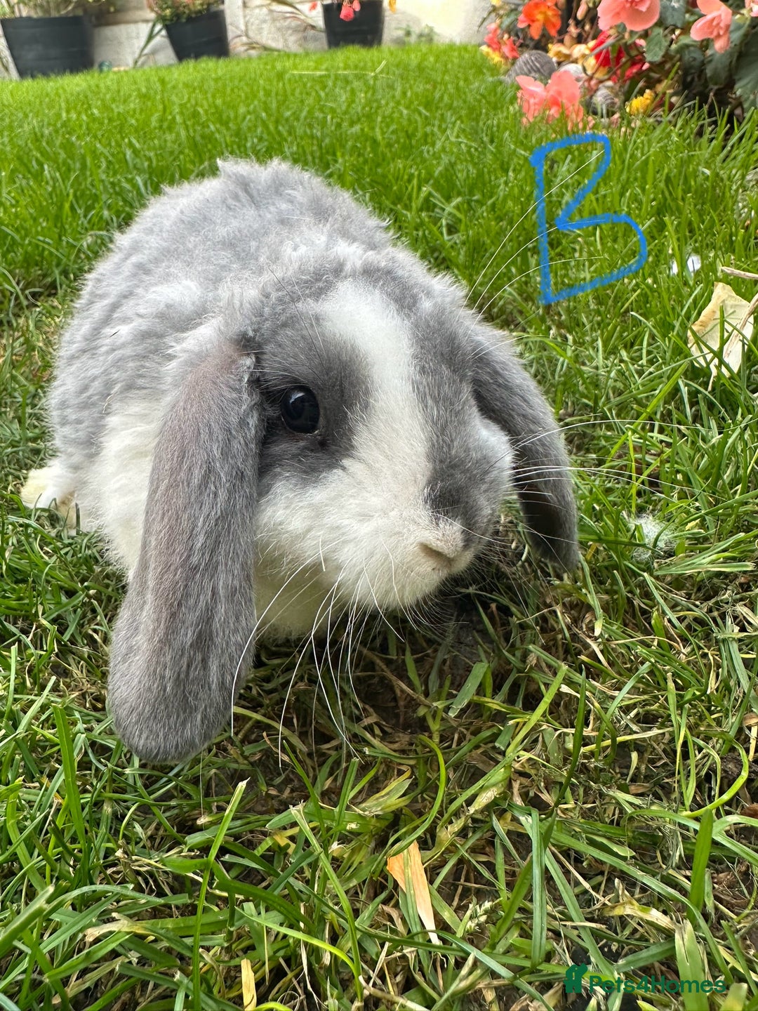 Mini Lop rabbits for sale: Mini Lop Rabbits  - Image 1