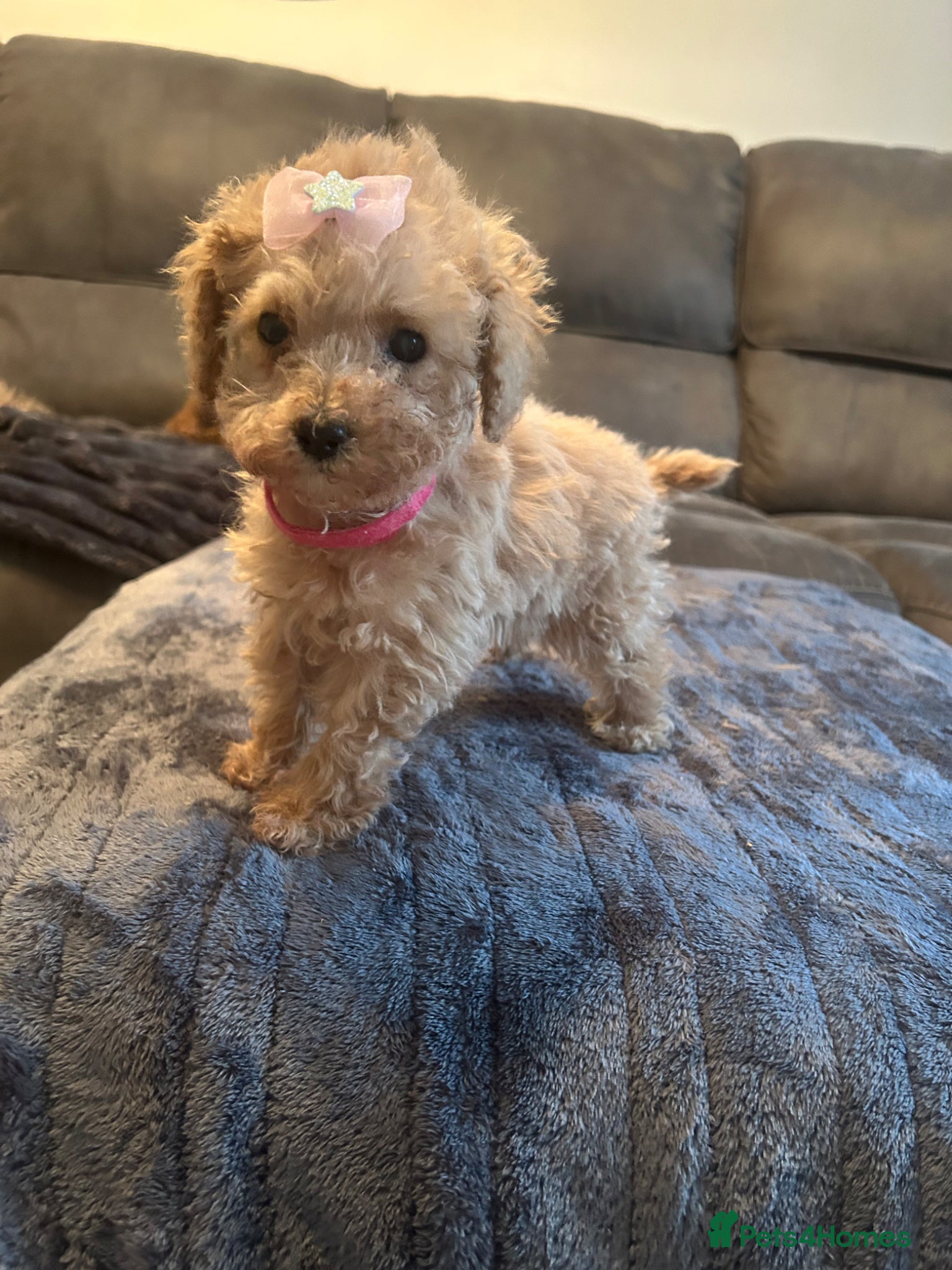 Toy Poodle dogs Beautiful KC registered Toy Poodle Puppies 💛 - Advert 1