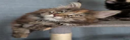 Maine Coon cats for sale: Three beautiful female Maine coons  - Advert 15