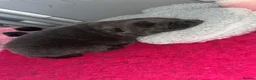 Chow Chow dogs for sale: 2 chow chow puppies  - Advert 9