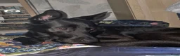Mixed Breed dogs for sale: rehoming beloved dog - Advert 5