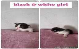 Maine Coon cats for sale: Mainecoon cross kittens - Image 17