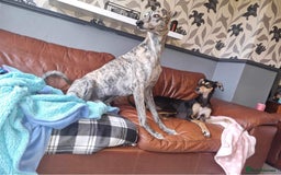 Mixed Breed dogs for sale: Stunning saluki greyhound puppies!  - Image 17