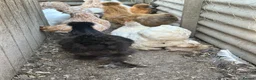 Chickens poultry for sale: Point of lay chickens for sale - Advert 10
