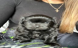 Shih Tzu dogs for sale: Bear 🐻  - Image 9