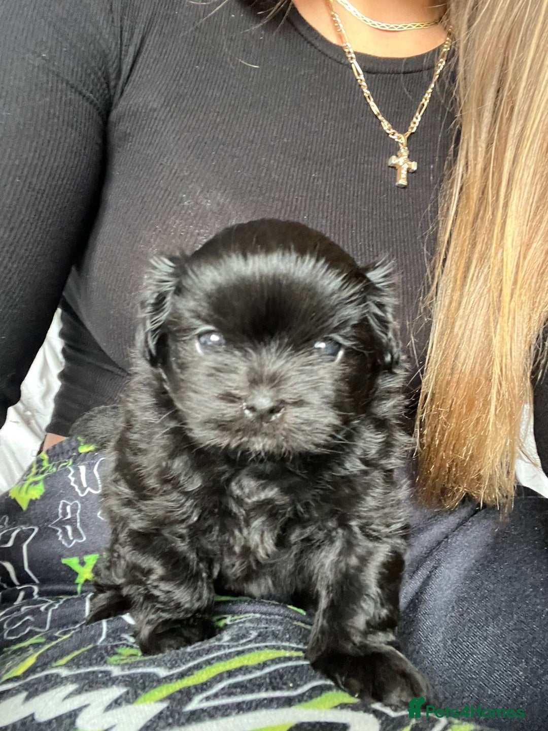 Shih Tzu dogs for sale: Bear 🐻  - Image 9