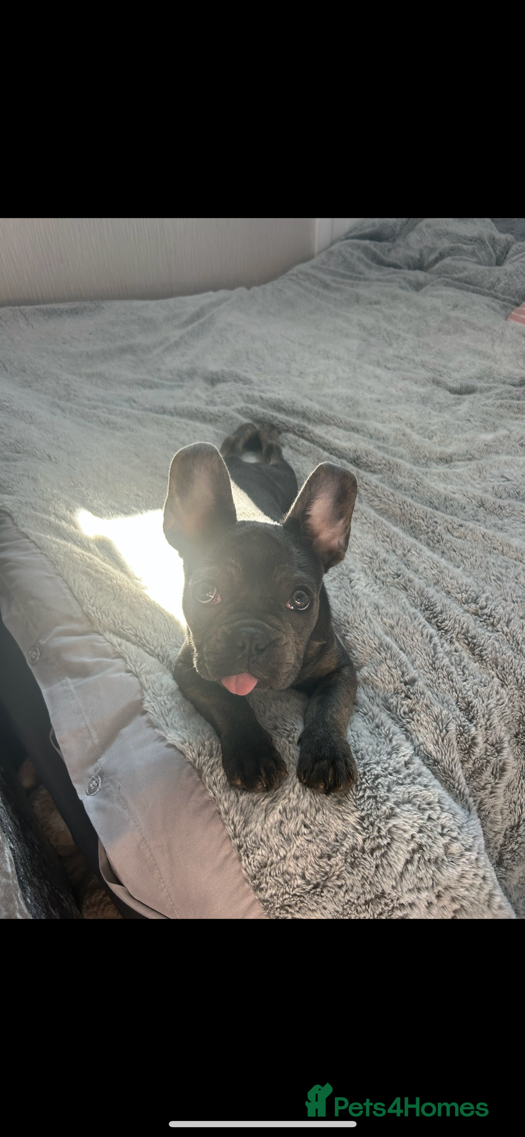 French Bulldog dogs for sale: French Bulldog - Image 5