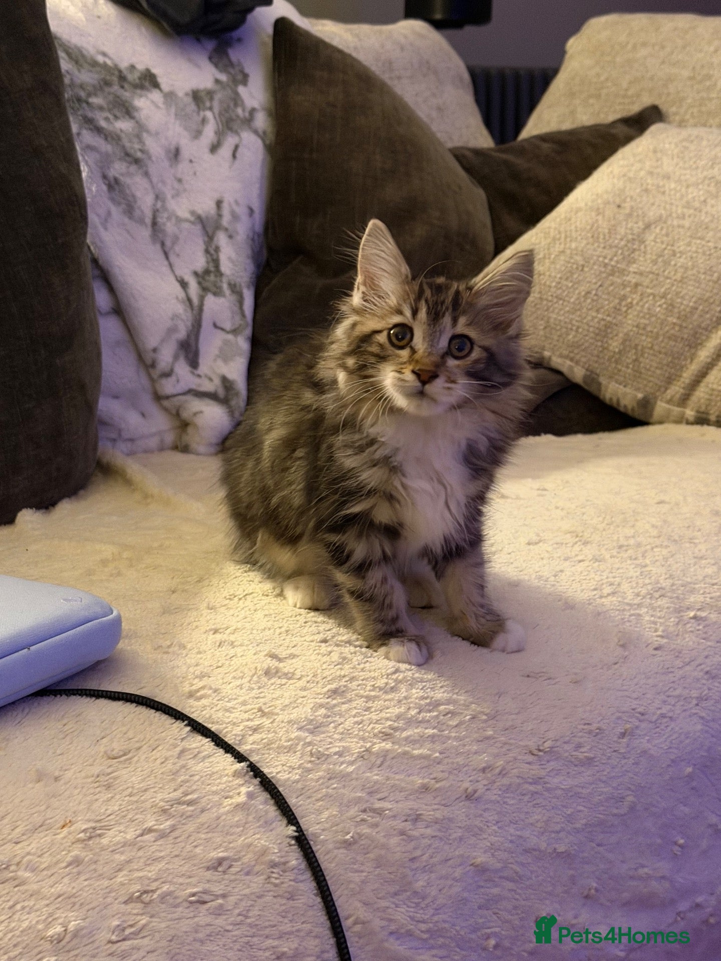 Kurilian Bobtail cats Rare Kurilian Bobtail Kittens Available - Advert 2