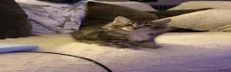 Kurilian Bobtail cats for sale: Rare Kurilian Bobtail Kittens Available - Advert 3