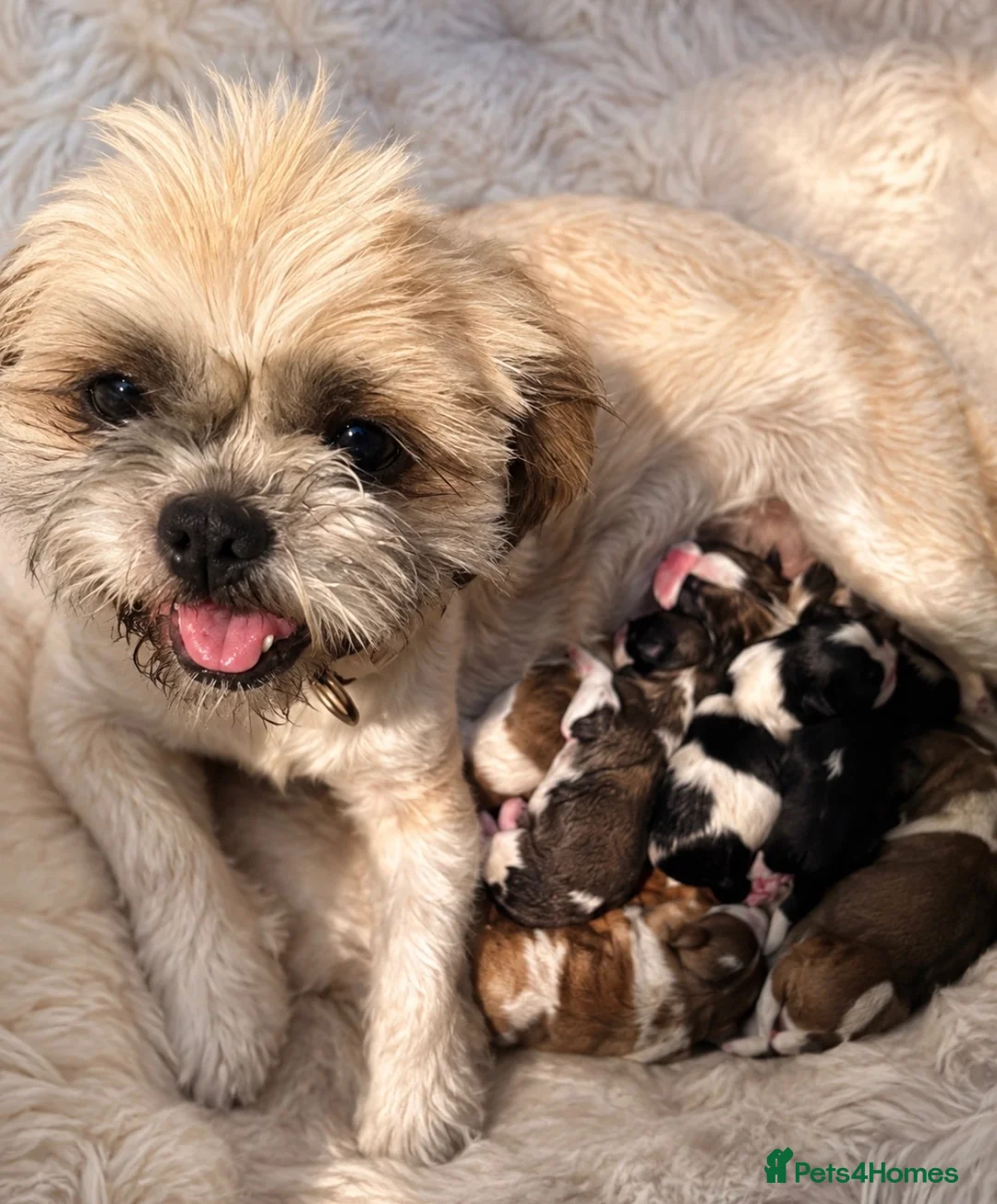 Shih Tzu dogs for sale: Shih Tzu puppies - Advert 27