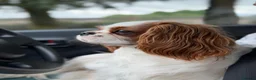 Cavalier King Charles Spaniel dogs for sale: FCI Pedigree Cavalier King Charles Spaniel Girl in Carlisle - Advert 4
