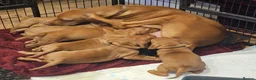 Hungarian Vizsla dogs for sale: Health checked KC reg strong Visla puppies.  - Advert 14