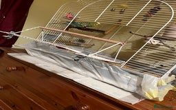 Budgerigars birds for sale: Budgie  - Advert 5