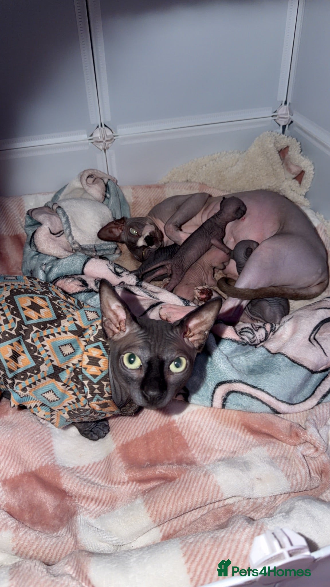 Sphynx cats 💙🩷4 gorgeous sphynx baby’s 🩷💙 - Advert 3