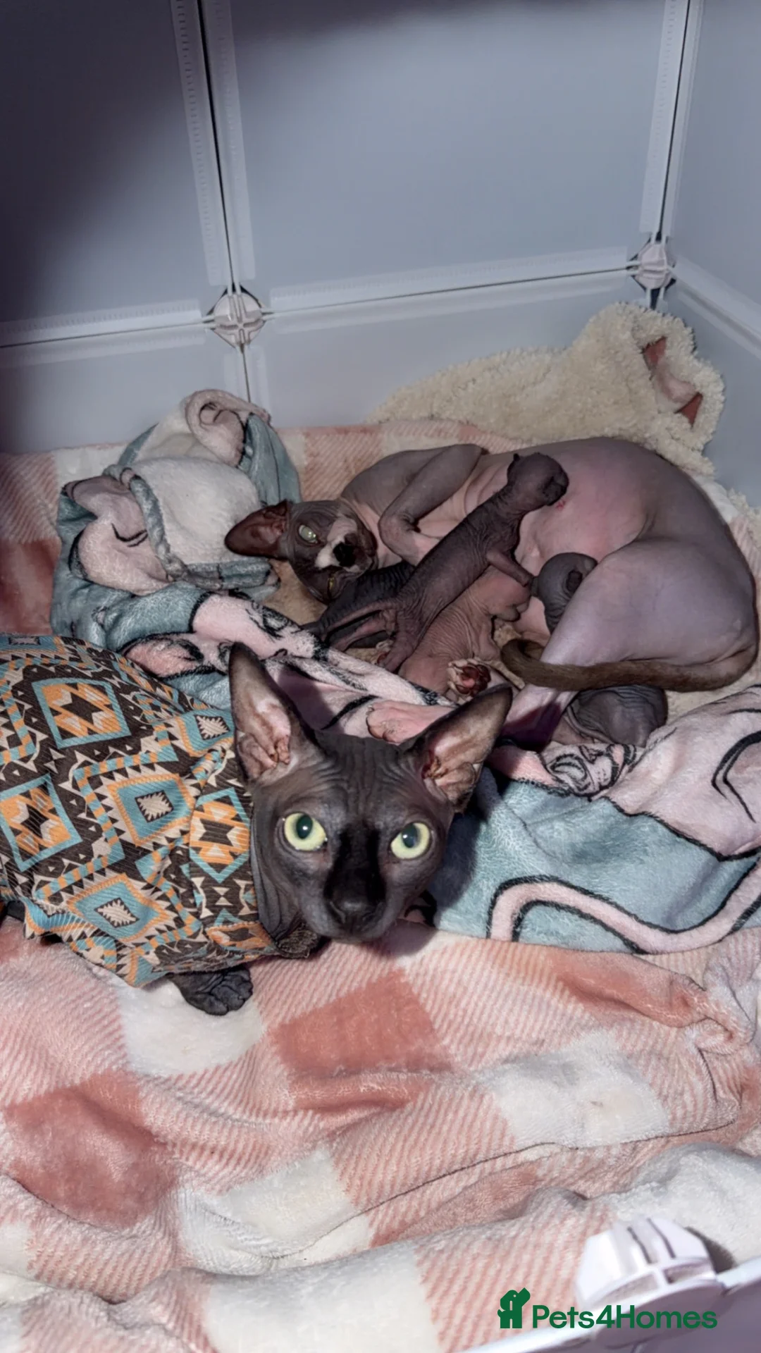 Sphynx cats for sale: 💙🩷4 gorgeous sphynx baby’s 🩷💙 - Advert 1