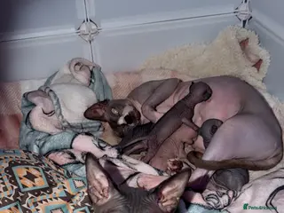 Sphynx cats 💙🩷4 gorgeous sphynx baby’s 🩷💙 - Advert 1