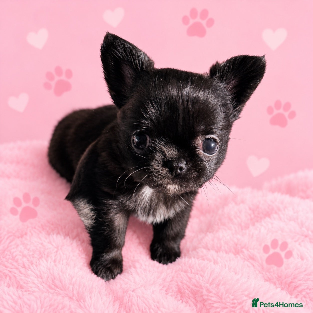 Chihuahua dogs Long coat chihuahua  - Advert 18