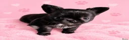Chihuahua dogs for sale: Long coat chihuahua  - Advert 2