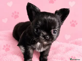 Chihuahua dogs Long coat chihuahua - Advert 18