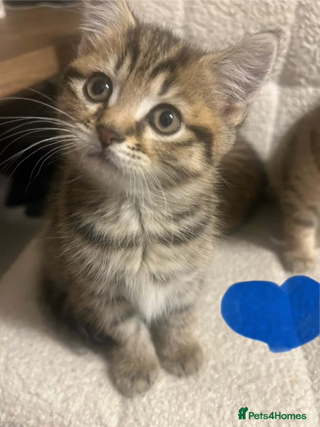 British Shorthair cats for sale: Beautiful litter of BSH with some lovely markings  in Preston - Advert 14