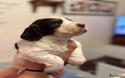 Cocker Spaniel dogs for sale: Working cocker spaniels  - Image 15
