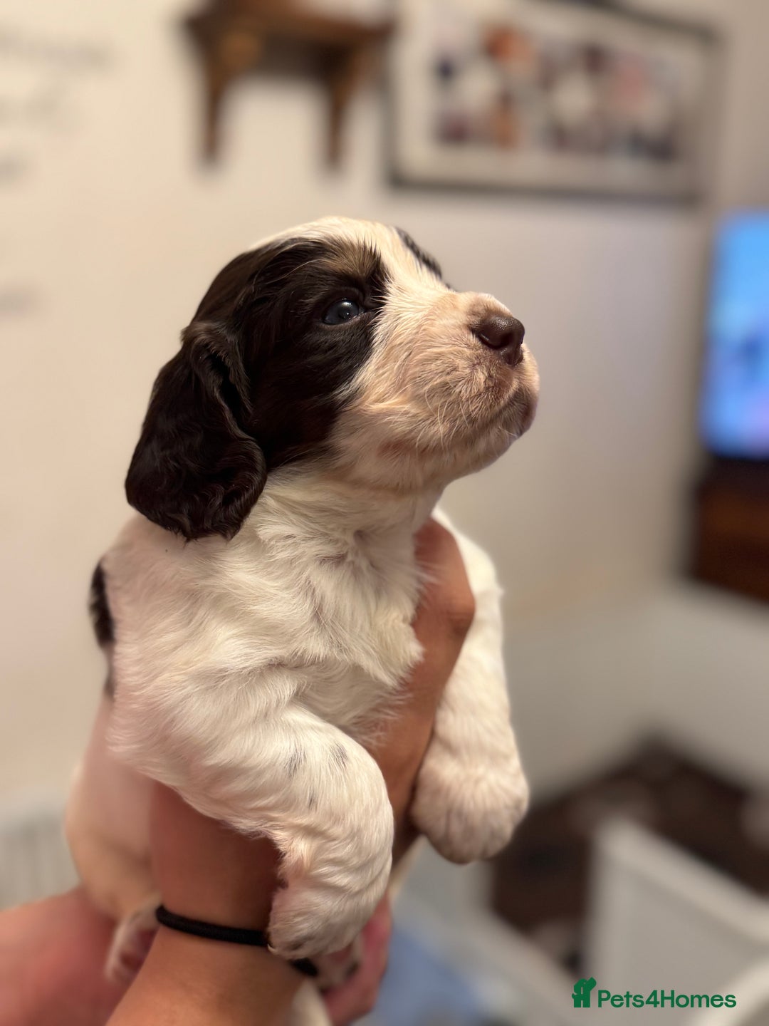 Cocker Spaniel dogs for sale: Working cocker spaniels  - Image 15