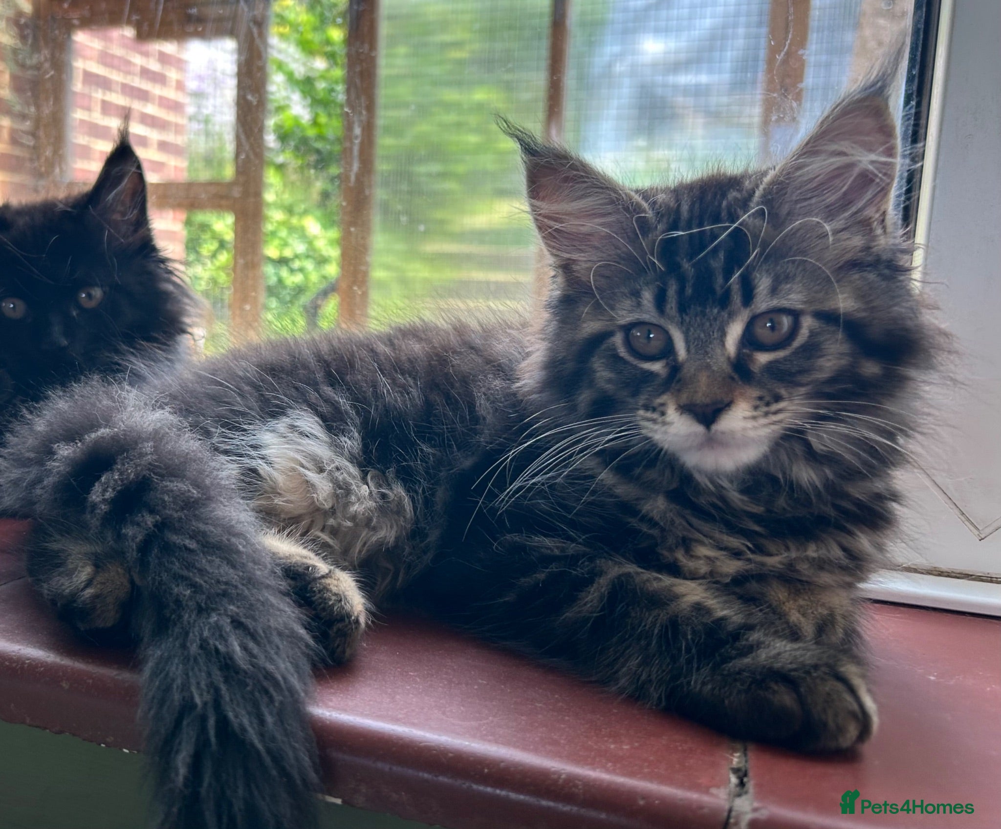 Maine Coon cats Beautiful Mainecoon kittens  - Advert 8