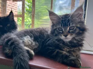 Maine Coon cats Beautiful Mainecoon kittens - Advert 8