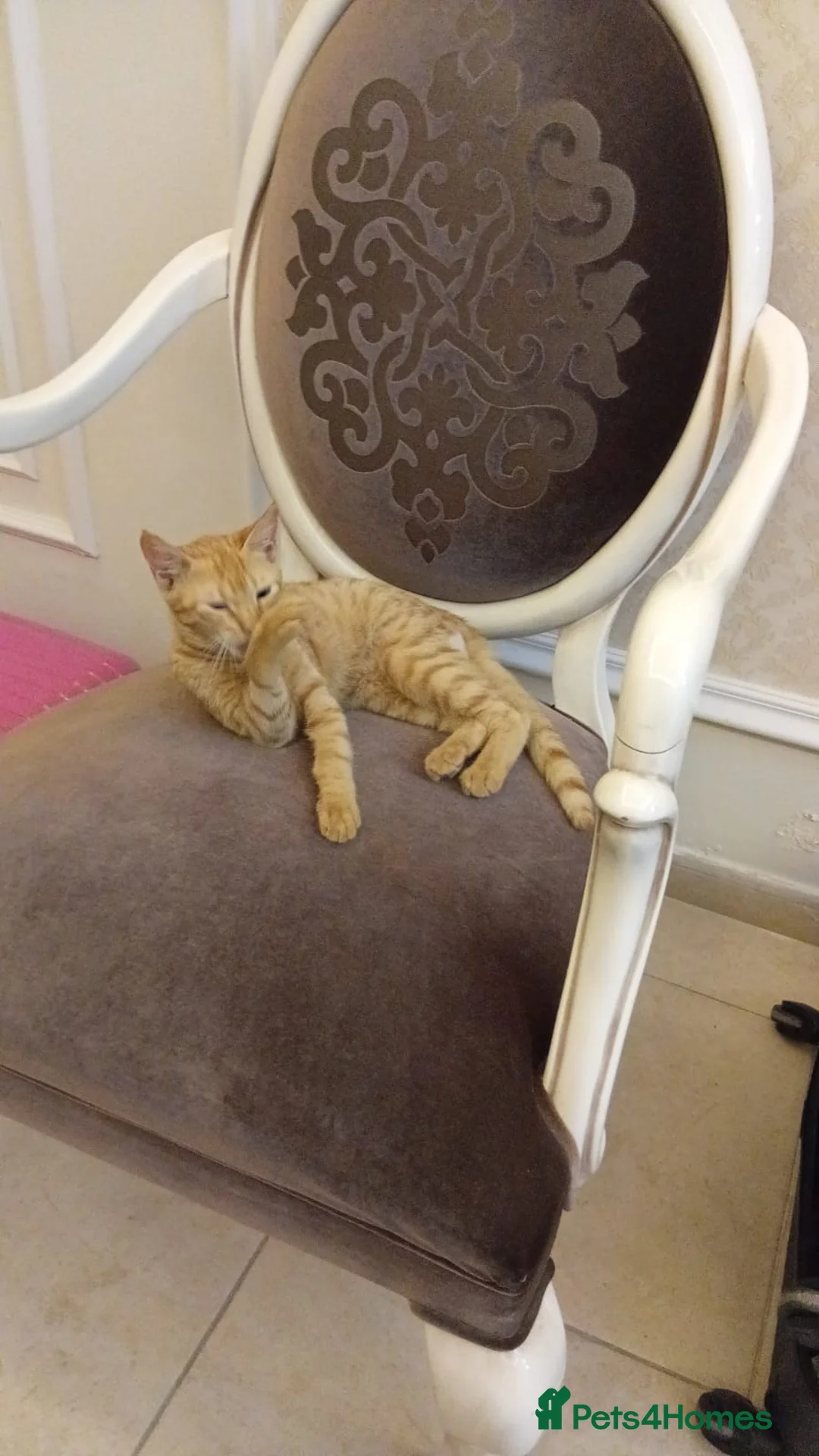 Mixed Breed cats for adoption: AZY - INTELLIGENT AFFECTIONATE KITTEN NEUTERED  - Advert 4