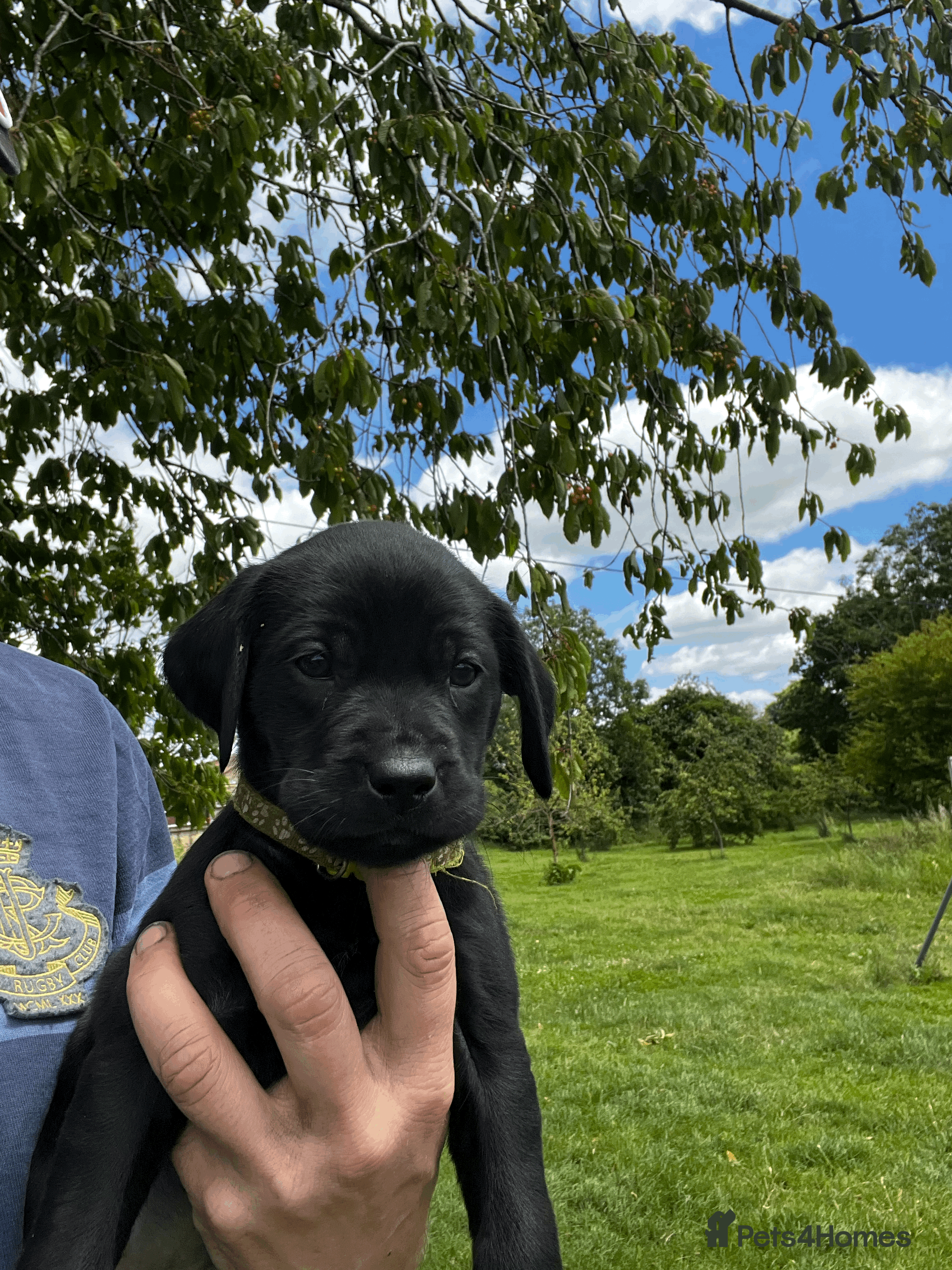 Labrador Retriever dogs Working Labrador Retriever Puppies - Advert 2