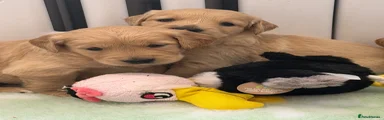 Golden Retriever 6