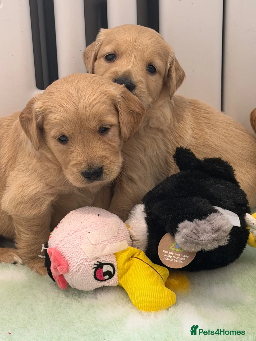 Golden Retriever dogs for sale: Kennel club registered beautiful litter of puppies - Advert 20