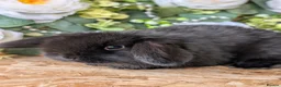 Mini Lop rabbits for sale: ❤️mini lop babies ❤️  - Advert 21