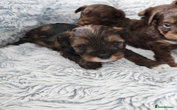 Yorkshire Terrier dogs for sale: Biewer Terrier pups - Image 6