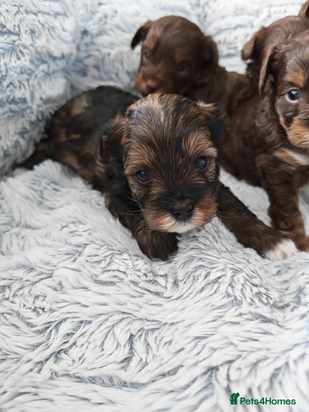 Yorkshire Terrier dogs for sale: Biewer Terrier pups - Image 6