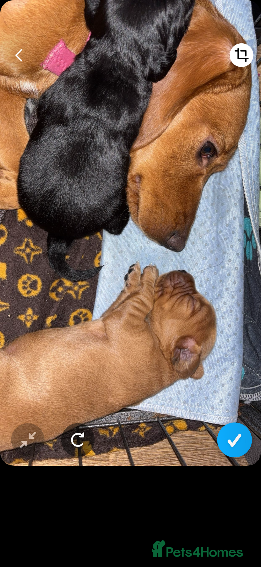 Cockerdor dogs for sale: Kc registered female cockerdor - Advert 2