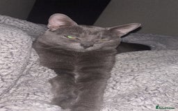 Mixed Breed cats for sale: Beautiful grey male cat.  in Chorley - Image 5