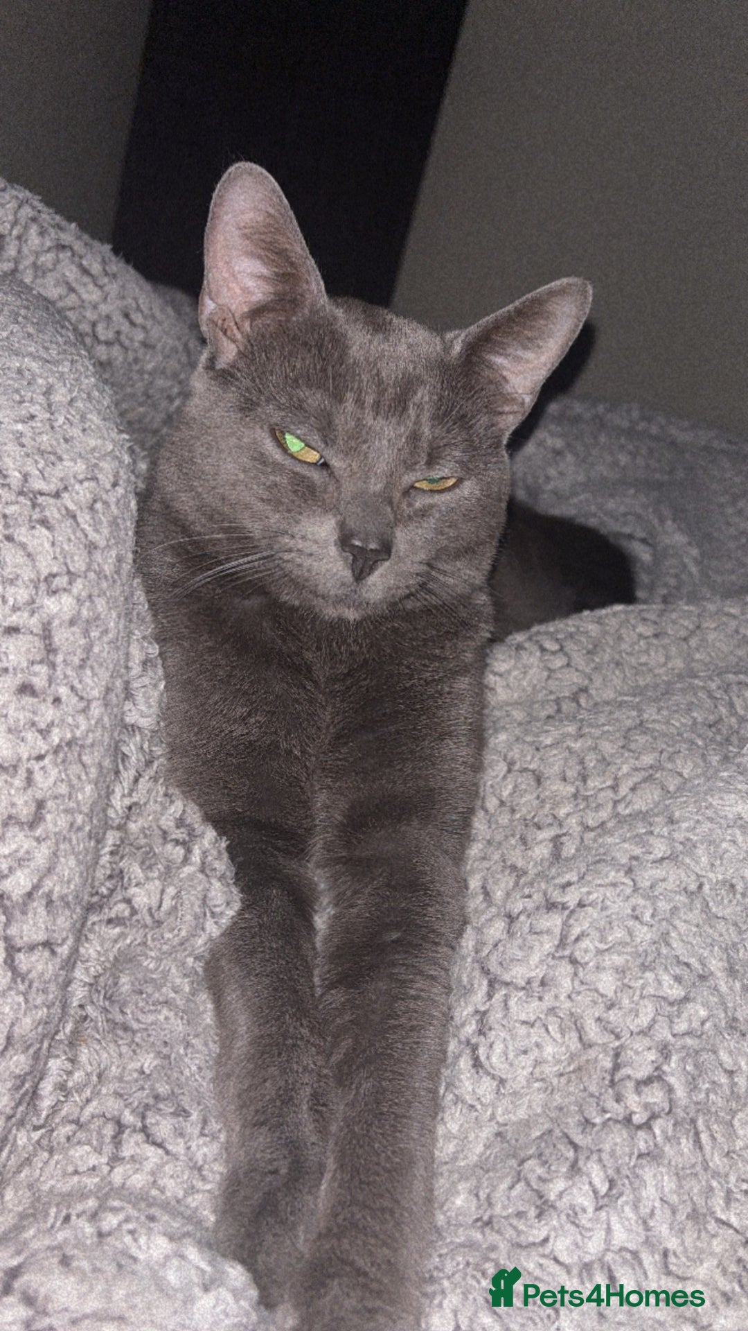Mixed Breed cats for sale: Beautiful grey male cat.  in Chorley - Image 5